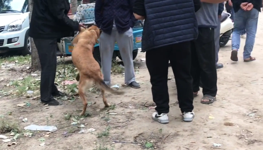 山东小马犬多少钱 山东马犬幼犬价格