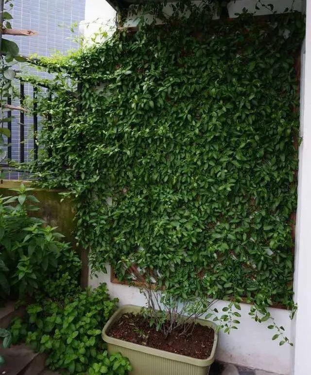 类似爬山虎的植物有哪些，除了爬山虎还有什么植物（7种超强繁育能力爬墙花）