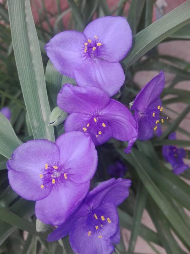 紫露草花语，紫露草 花语（花语尊崇实则平凡的紫露草）