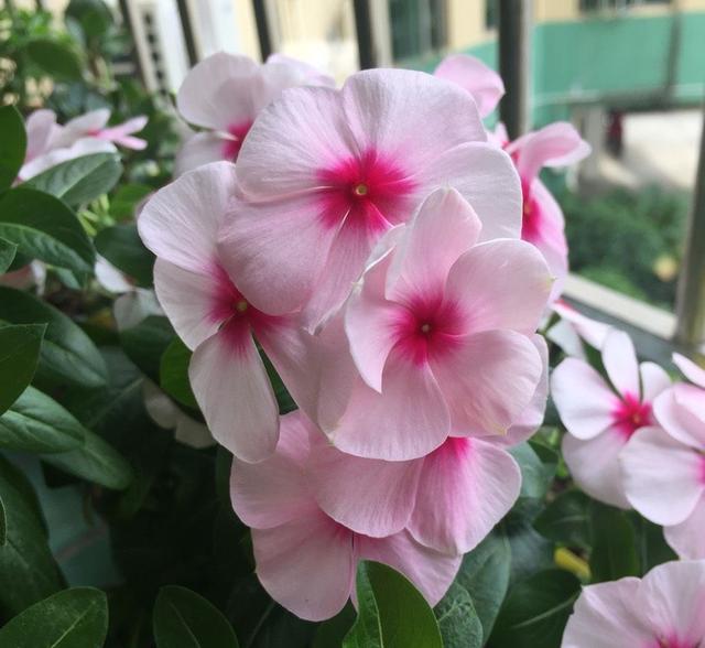 长春花的养殖方法和注意事项，长春花的养殖方法和注意事项长寿花