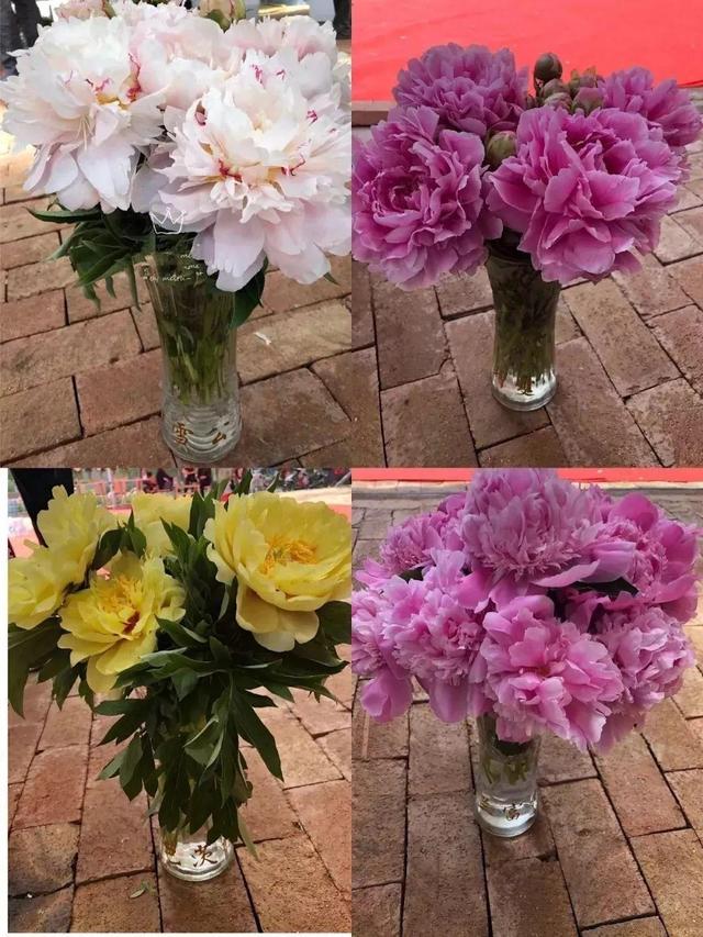 芍药不开花的解决办法，芍药一直不开花怎么办（开花个个比拳头大）