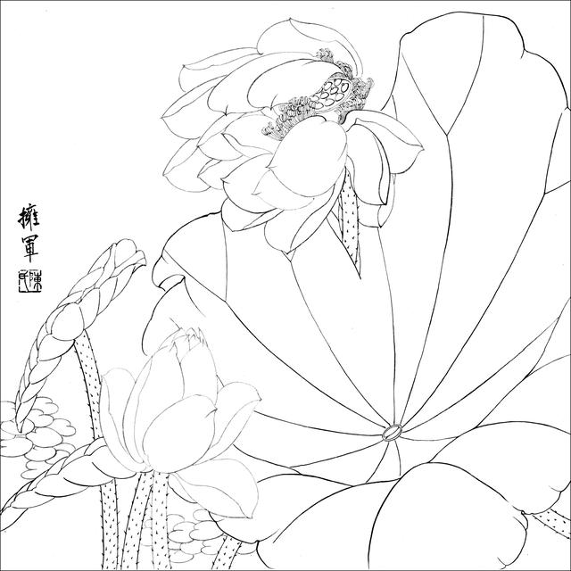 工笔荷花白描，高清工笔荷花白描 110幅
