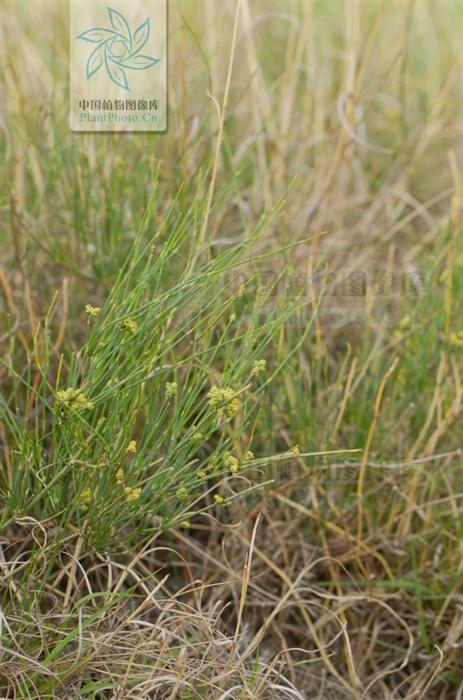 本草图经作者是谁，《本草图经》的作者（芎藭 蘼蕪 藁本）