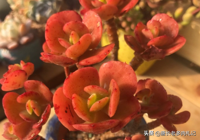 傲雪凌霜——养一棵多肉红梅，梅花的简介资料