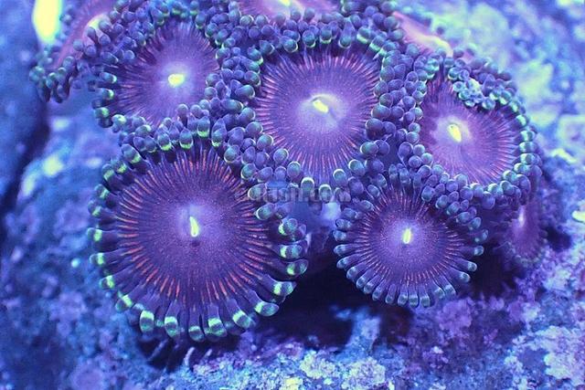 海洋生物有哪些，海洋生物简笔画（十大最美丽奇特的海洋生物）