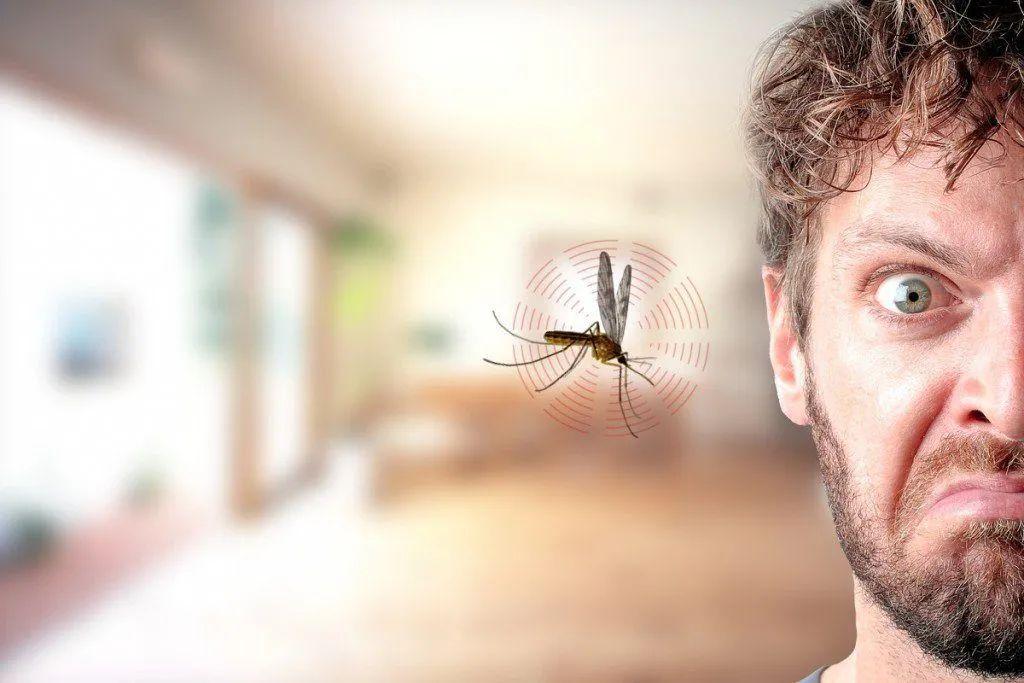 蚊子灭绝了世界会怎样(苍蝇是死去的亲人)