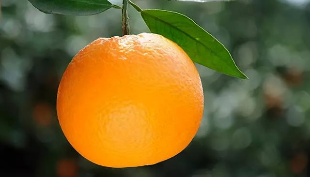 湖北土特产，宜昌特产有哪些土特产（看看有没有你爱吃的）