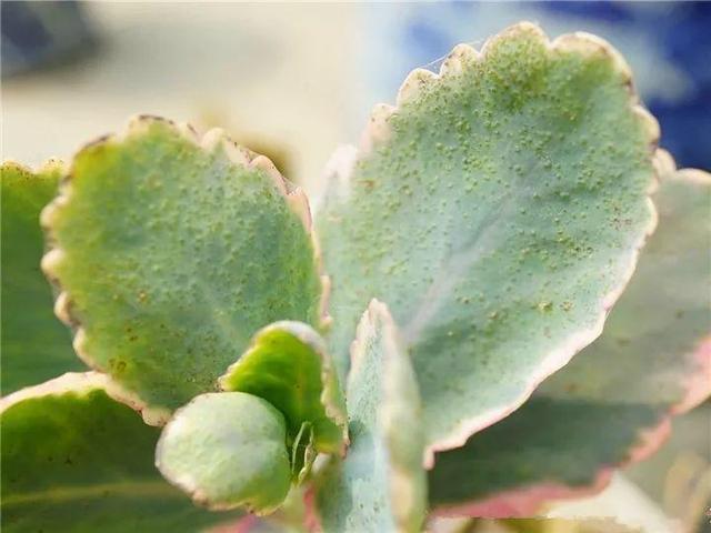 家里有鼻涕虫怎么消灭，鼻涕虫怎么彻底消灭（自制天然杀虫水）