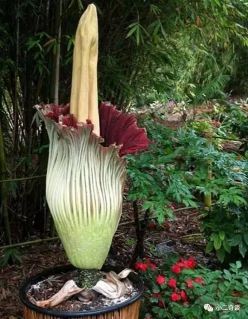 巨型猪笼草有毒吗,猪笼草有毒吗?有什么作用(世界极具恐怖的植物) 巨型猪笼草有毒吗,猪笼草有毒吗?有什么作用(世界极具恐怖的植物)