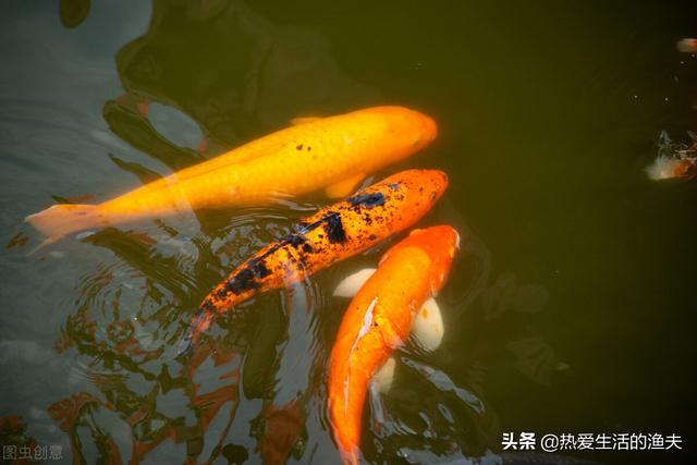 锦鲤几天喂一次食最好，养鱼27条寓意（锦鲤刚到家不吃食怎么办）