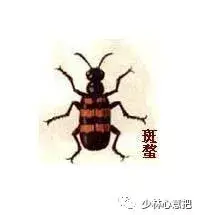 白牛胆的功效与作用，白牛胆的功效与作用禁忌（中药图片大全与功效）