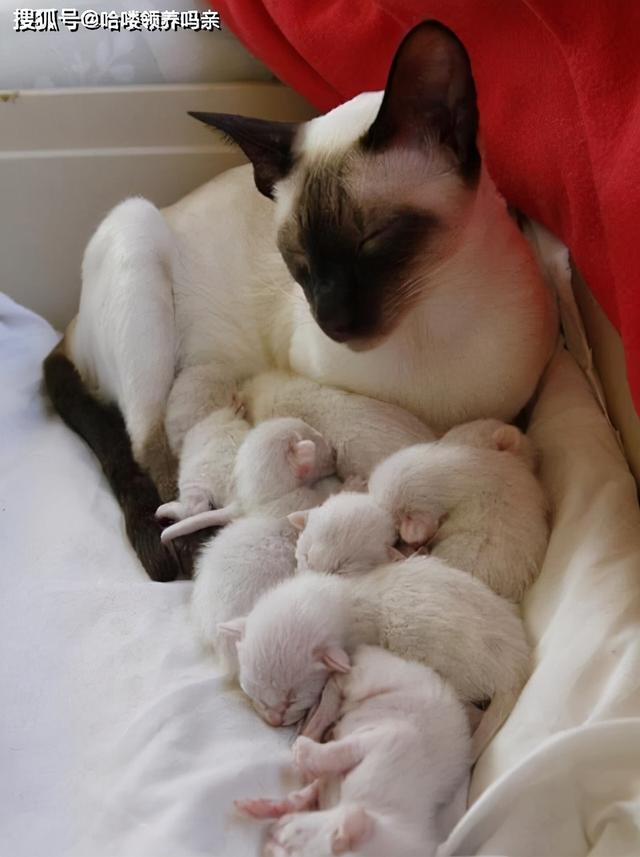 暹罗国是哪个国家（猫界变色龙：暹罗猫）