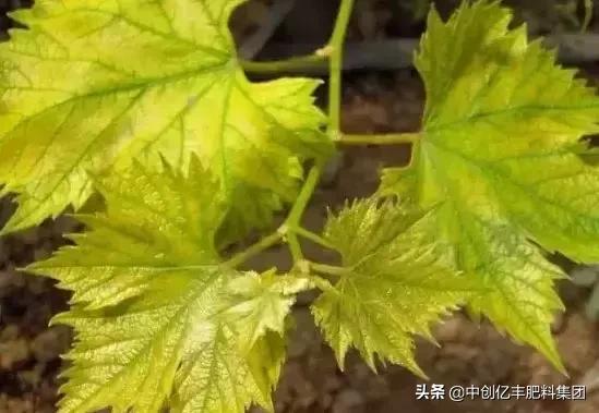 葡萄叶子发黄是怎么回事，葡萄树叶子发黄怎么办（究竟是病害、虫害、药害）