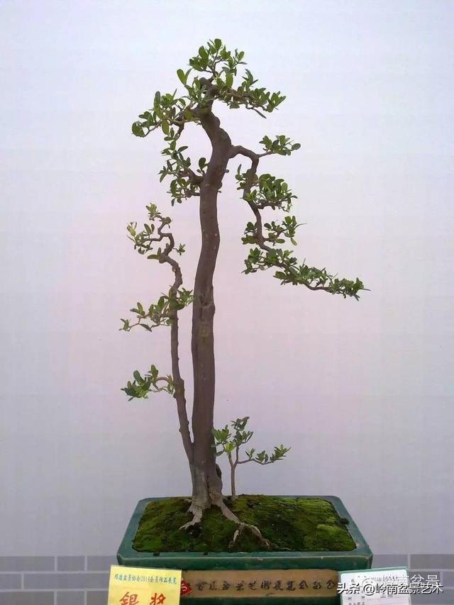 山桔种植方法，山桔盆景，其实没那么难养！