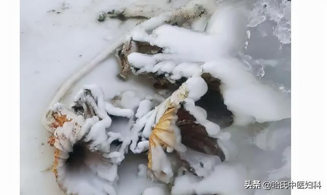 吃什么能让卵泡长得又大又圆，如何让卵泡长得又大又圆（多囊卵巢患者如何长卵泡）