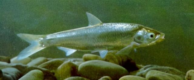 淡水观赏鱼种类，淡水观赏鱼的种类大全！（中国淡水观赏鱼图集<一>）