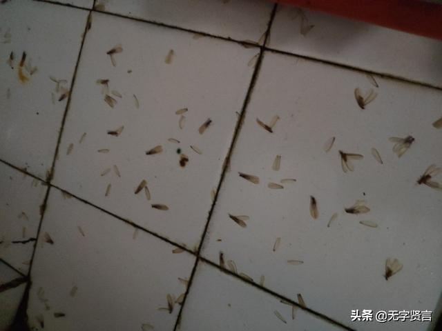 下雨天出现很多带翅膀的虫子，下雨天会出现的黑色翅膀虫子（雨后在家中如发现这些飞虫）