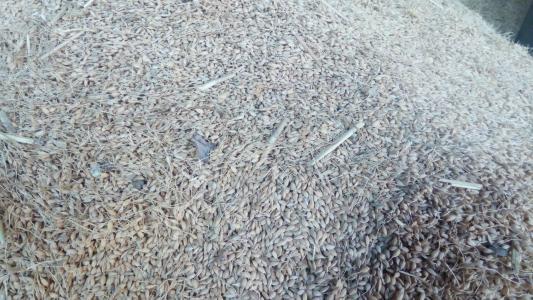 养兰花什么植料最好，这“3种”植料