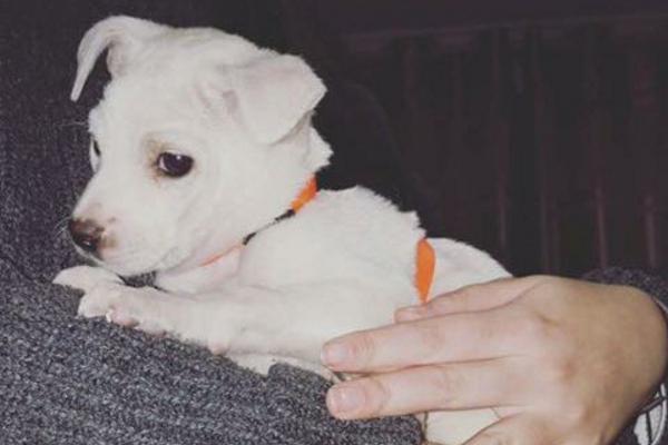 土狗怎么养，一个月的小土狗怎么养（中华田园犬饲养指南）