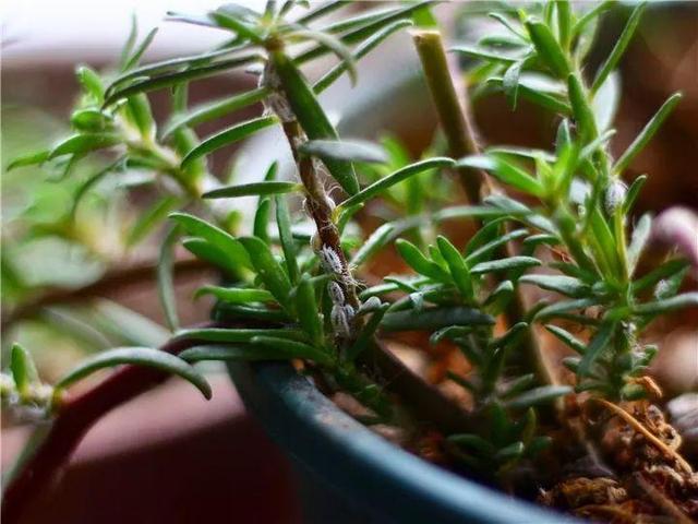 家里有鼻涕虫怎么消灭，鼻涕虫怎么彻底消灭（自制天然杀虫水）