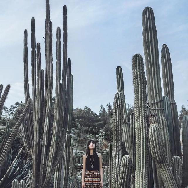 厦门万石植物园里有哪些植物，厦门万石植物园里有哪些植物花（种满多肉的植物园）