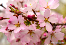 中国樱花有几个品种，中国樱花树品种（这81种樱花）