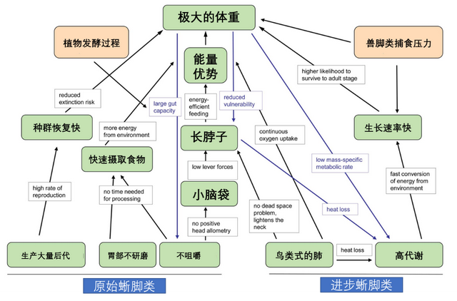 鸡是恐龙的后代，恐龙灭绝鸡是恐龙的后代（为啥长不成恐龙这么大）
