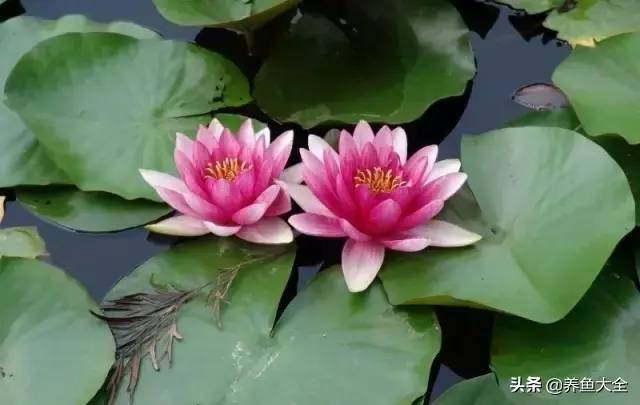 莲花的别称有哪些，莲花的别称有哪些拼音（ 太齐全太珍贵了）