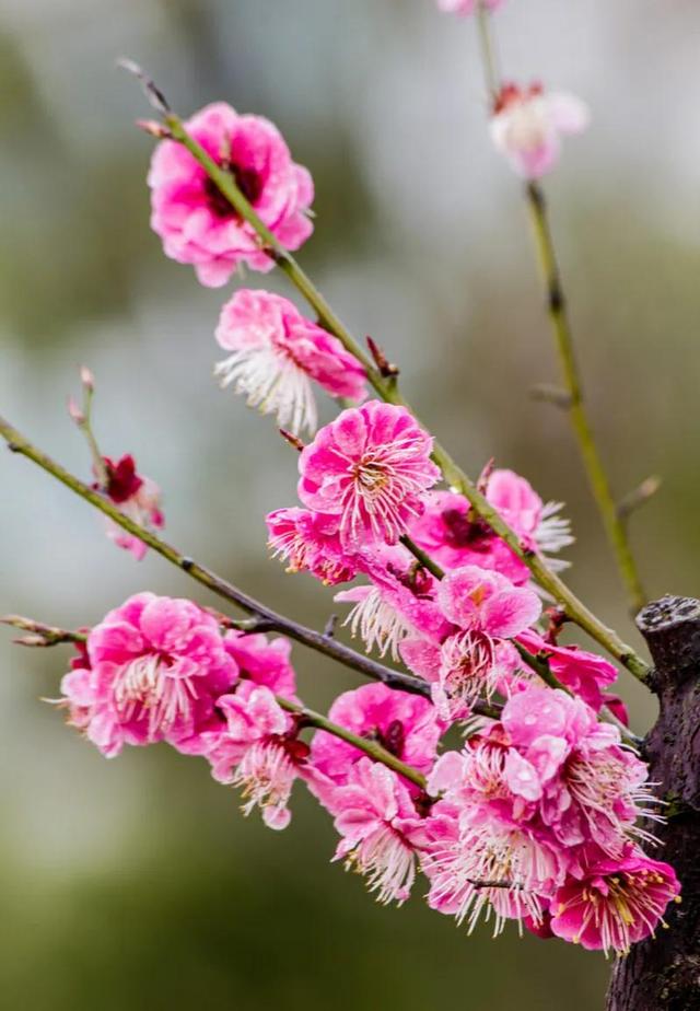 花中君子是什么花，花中君子是什么花花中珍品是什么花（它们都有什么与众不同的特点呢）