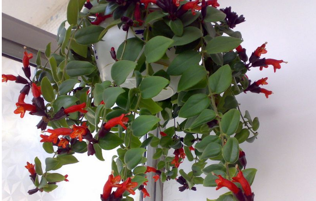 口红吊兰，这种植物别名“口红吊兰”（口红吊兰一年开几次花）