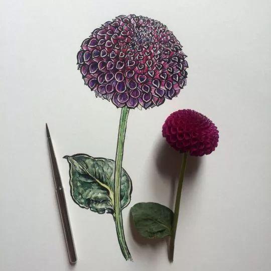 怎样用中性笔画玫瑰花好看，中性笔画花卉图片（一篇用针管笔画的植物花卉）