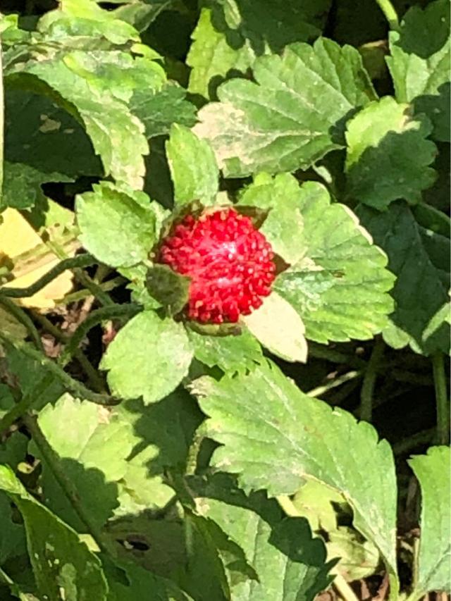 格桑花是什么意思，格桑花是什么意思代表什么（明明那么眼熟的路边花）