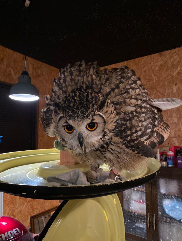 猫头鹰长什么样,猫头鹰是一种什么样的动物(主人喊一声就过来)