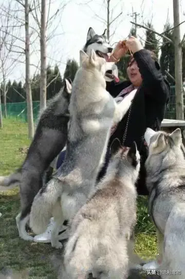 哈士奇和狼的区别有哪些，狼与哈士奇的区别（哈士奇与狼的区别）