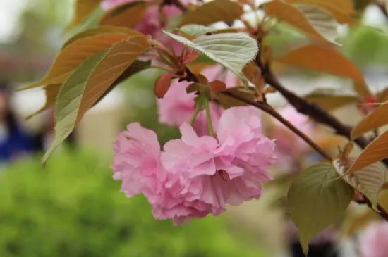 樱花是什么颜色，樱花有哪些品种和颜色（早樱、晚樱、垂枝樱、云南樱简介）