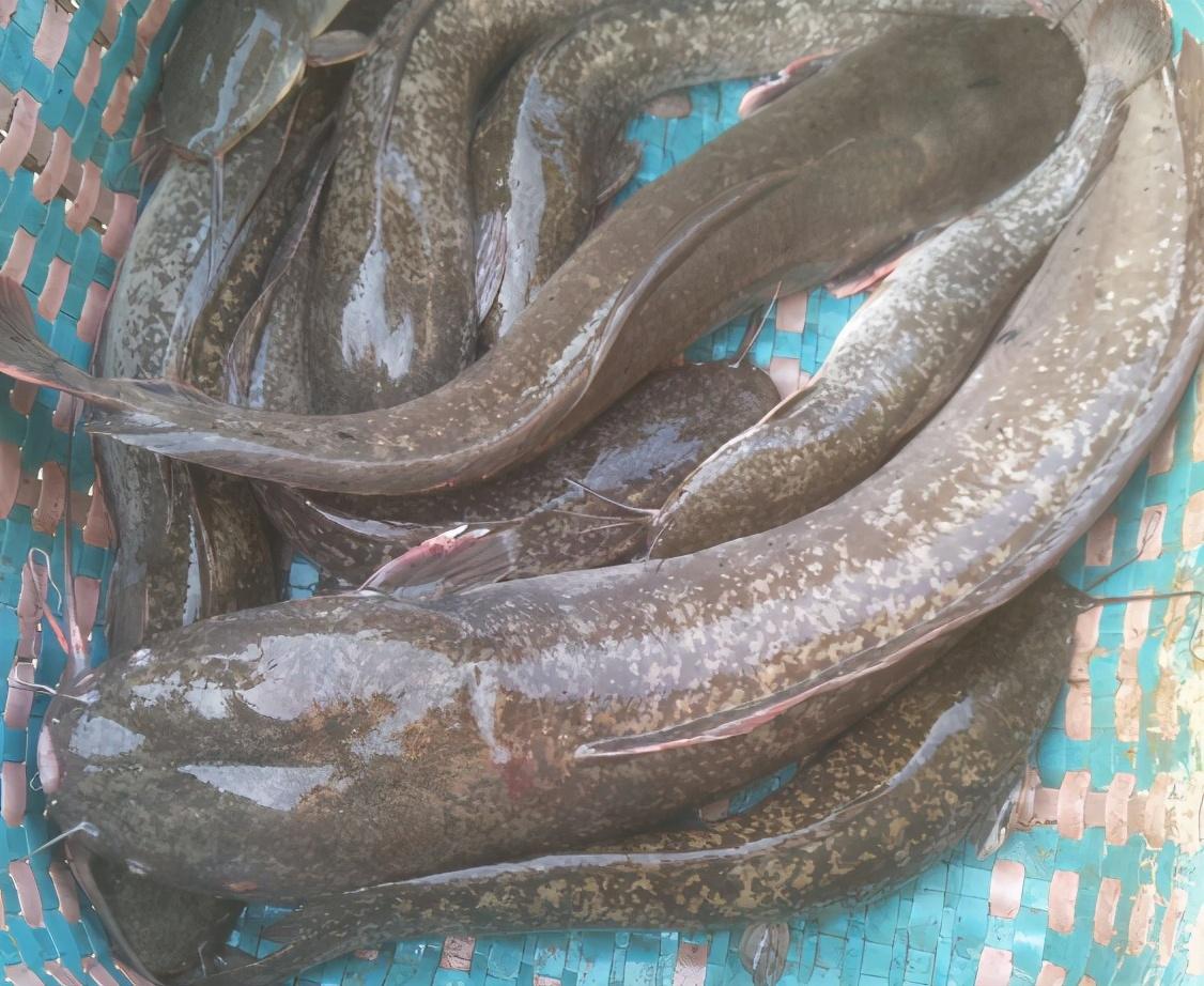 埃及塘鲺真是"垃圾鱼"吗?