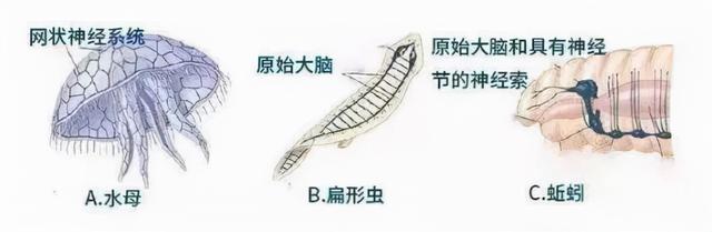 宇宙进化系统，为什么只有人类进化出高度发达的大脑