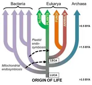 原核生物和真核生物的区别，和生命有关的3个基本问题