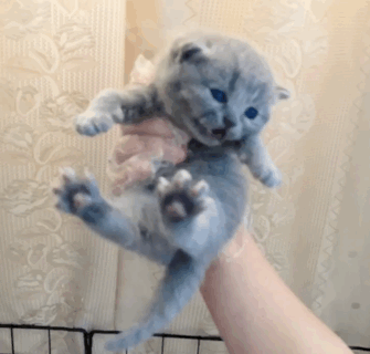 猫一窝能生几只，猫一年生几窝（猫咪生了5只小猫）