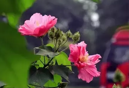 各种花开放的时间（100种常见花的花开时间附图）