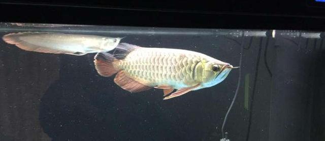 高背红尾金龙鱼，高背金龙鱼的简介-高背金龙鱼的配对方法（鱼友当自强——学会辨识金龙品种和泡药鱼）