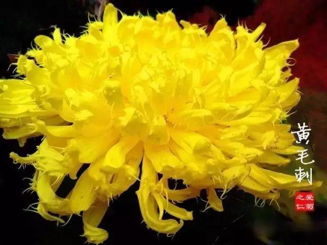 世界最美菊花80种太美了，金秋十月赏菊花——世界最美菊花80种送给您