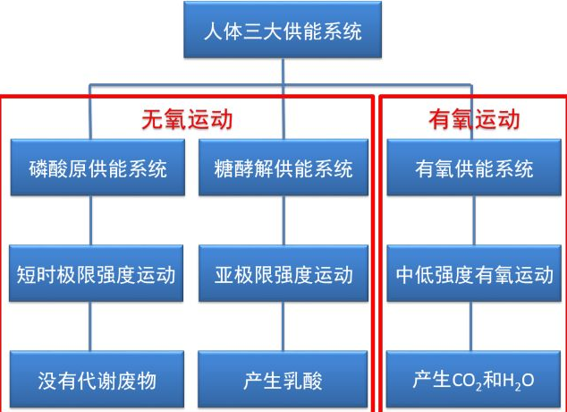 磷酸原供能系统的特点，剧烈运动等于浪费体力白运动（你知道身体三大供能系统么）