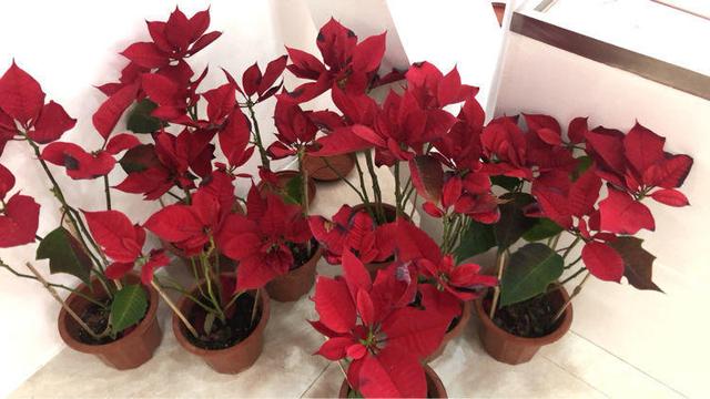 一品红如何养护，一品红绿植养护方法（盆土埋上一些磷肥）