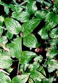 白牛胆的功效与作用，白牛胆的功效与作用禁忌（中药图片大全与功效）