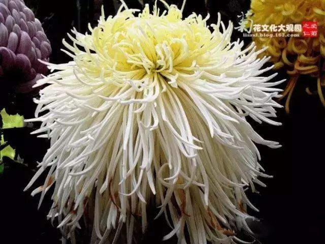 世界最美菊花80种太美了，金秋十月赏菊花——世界最美菊花80种送给您