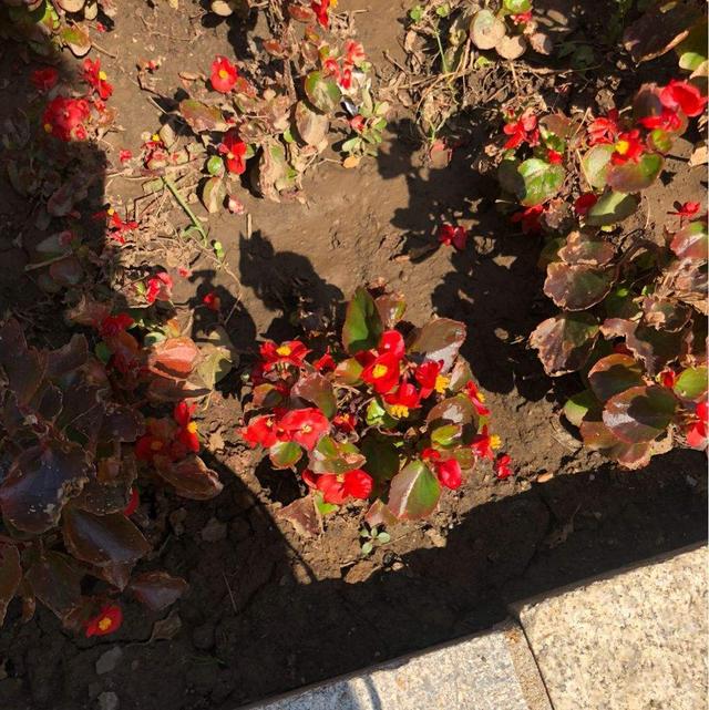 四季海棠花图片,四季海棠花图片大全大图 盆景(秋天这样养四季海棠)