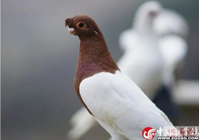 鸽怎么读，鹄怎么读鸿鹄之志（《北京鸽哨》、《明代鸽经·清宫鸽谱》据不完全统计200余种）