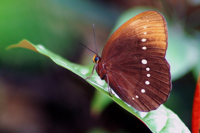 蝴蝶生活习性，蝴蝶王国（蝴蝶的生活环境和特点）