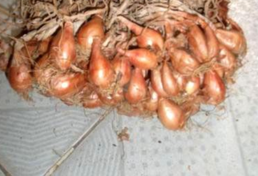 家庭小葱种植方法，小葱种植方法家庭版（一年四季郁郁葱葱）